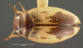 Media type: image;   Entomology 5998 Aspect: habitus dorsal view